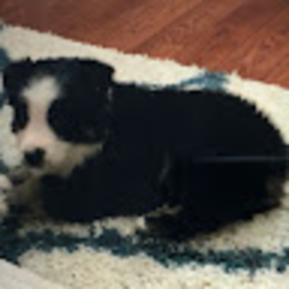 Meet your Posher, Steph